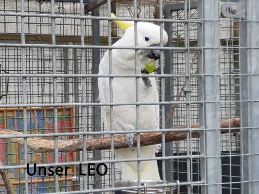 unser Kakadu Leo